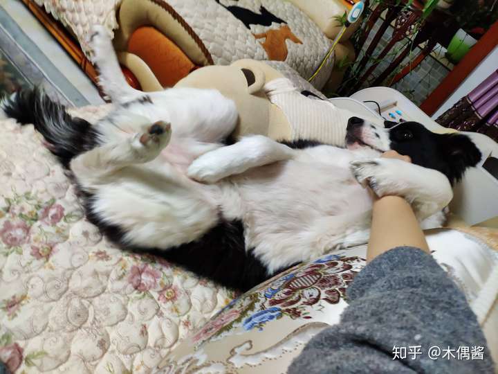恭喜题主开始解锁狗子的各种奇葩睡觉姿势 没睡着也露个大肚皮