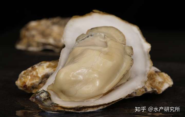 灯塔水母乳山生蚝和其它生蚝有啥不同?