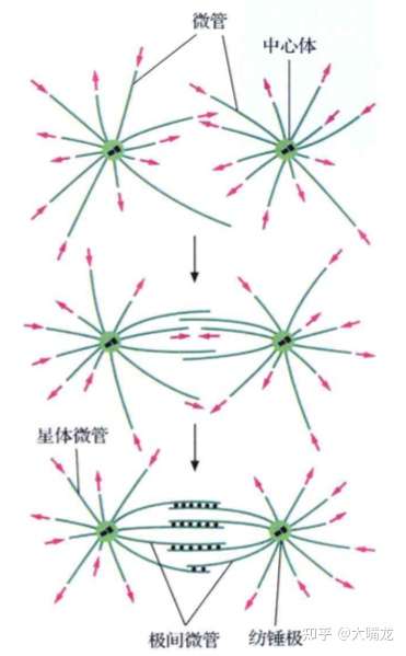 纺锤丝星射线纺锤体三个名词之间的联系是什么