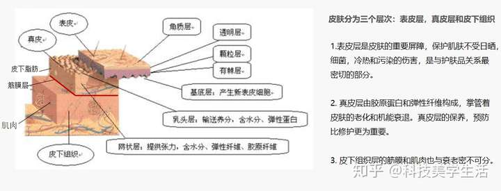 皮肤表皮层结构