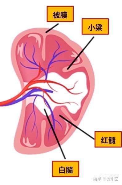 红髓为白髓和边缘区外侧的扩大区域,充满血液.