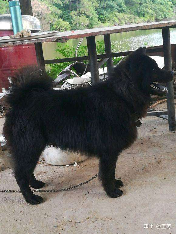 本犬纲目中国本土狗品种大全