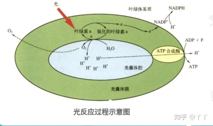 通过光合作用光反应阶段可以看得出光在其中的作用(高中简略版本,实际