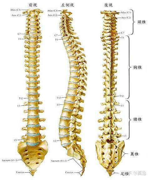 脊柱有四个生理曲度