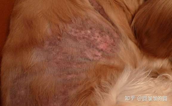 狗狗真菌性皮肤病怎么治疗?