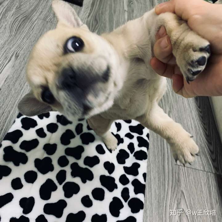 为什么大家不喜欢养土狗,土狗聪明吗?