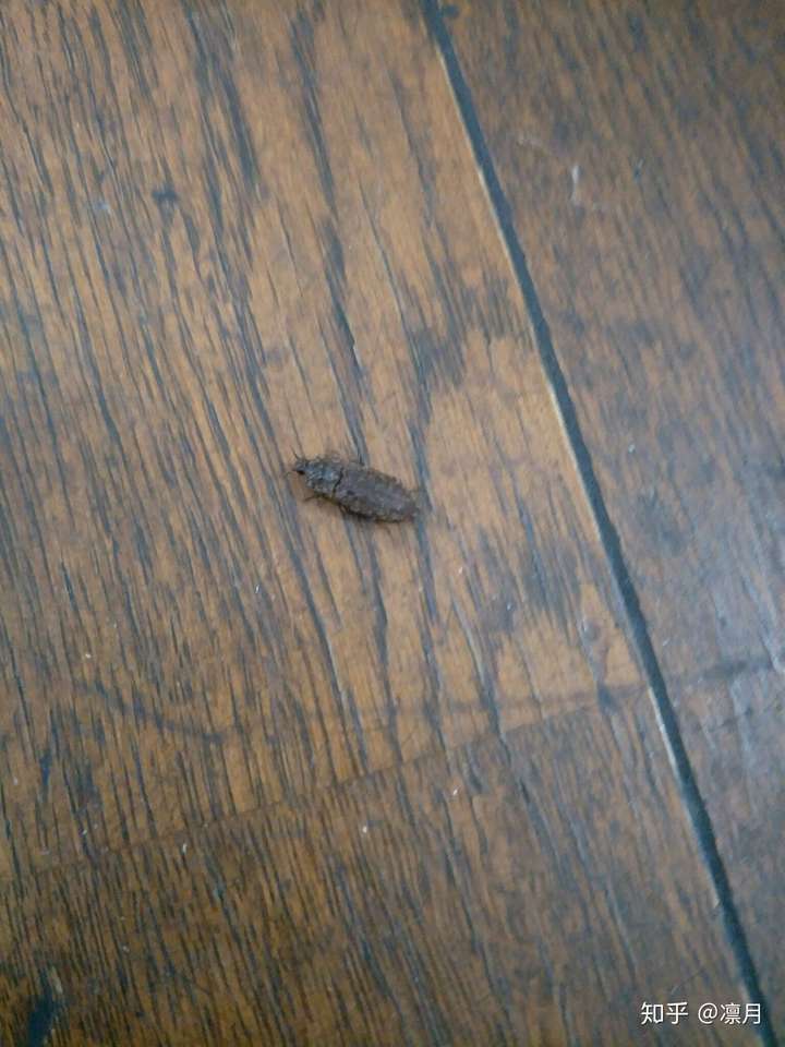 这个是蟑螂吗,带翅膀还会飞?