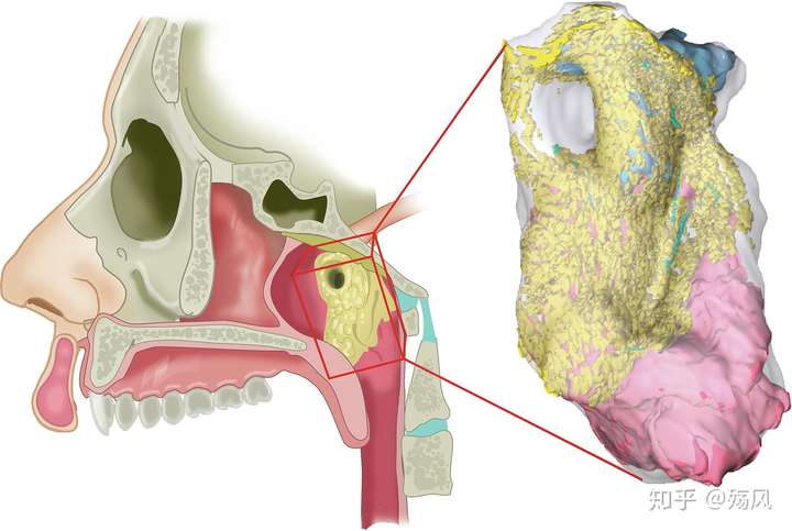 科学家在人体内发现未知的「咽鼓管唾液腺」,真的是新