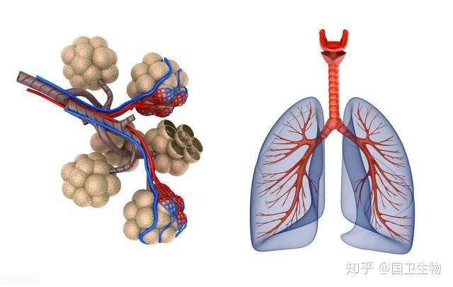 干细胞是肺纤维化的清道夫是肺损伤患者的福音