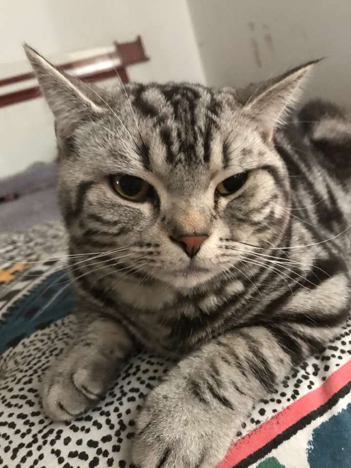 我家的美短猫身上的毛开始变黄,尤其是脸部,怎么办?