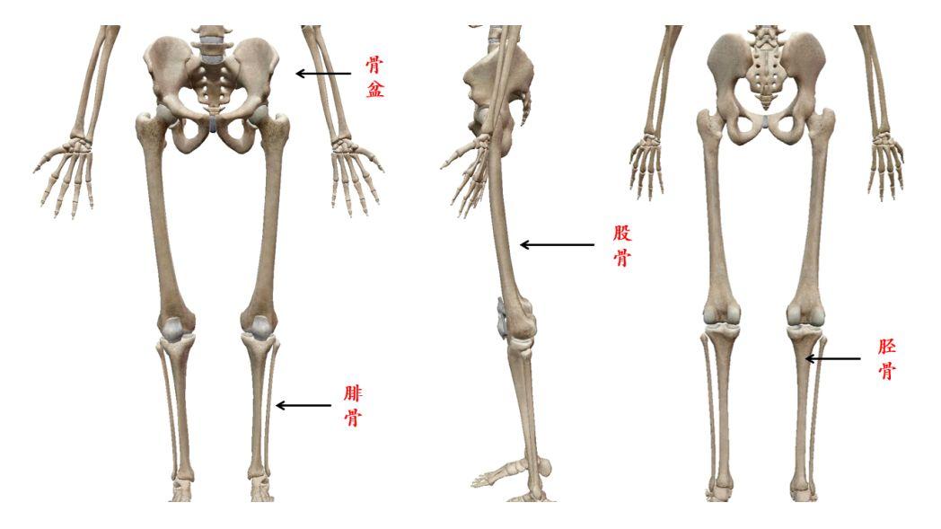 这些骨骼上面也会附着着与我们大腿直接相关的组织和肌肉,那么,当