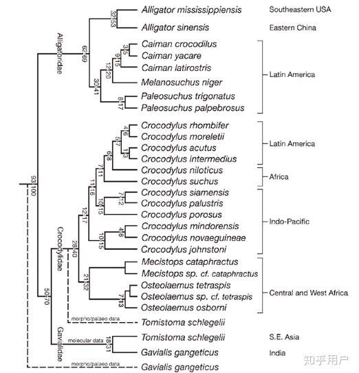 现存23种鳄类的亲缘关系图(oaks, 2011)