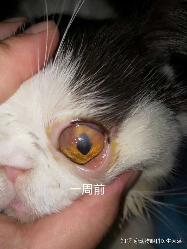 我家猫猫眼睛总是有黑色的分泌物?