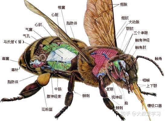 为什么蜜蜂的针连着肠子,它的生物学意义是什么?
