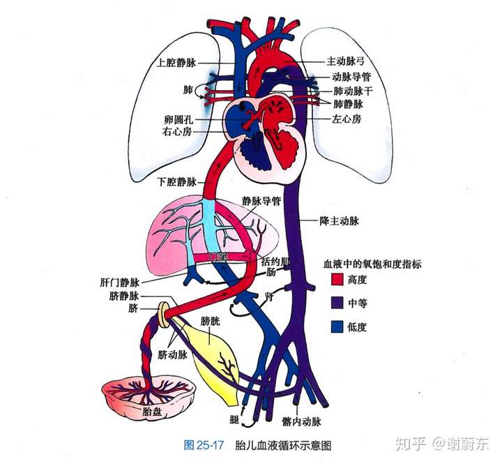 胎盘内有母体和胎儿的两套血液循环,母体富含氧气和营养物质的血液从