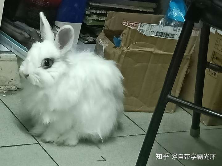你们的兔子都长什么样呢(///▽///)?