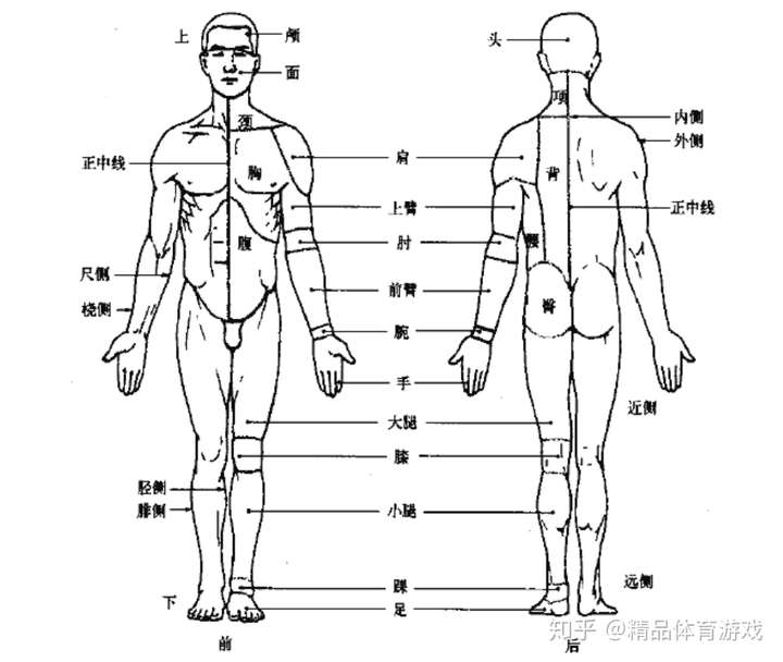 人体标准解剖学姿势