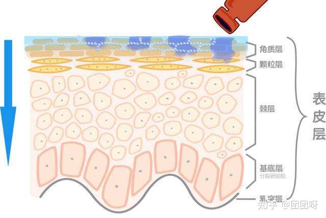 上述言论纯属扯淡,我们还是来看看科学上是怎么讲皮肤的吸收性的!