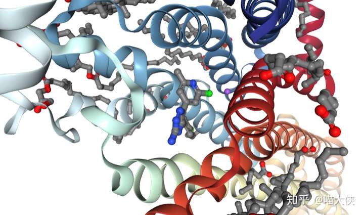 药物小分子结合在蛋白质的内部
