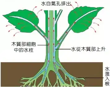 应先明确一个概念 "蒸腾作用:每时每刻"