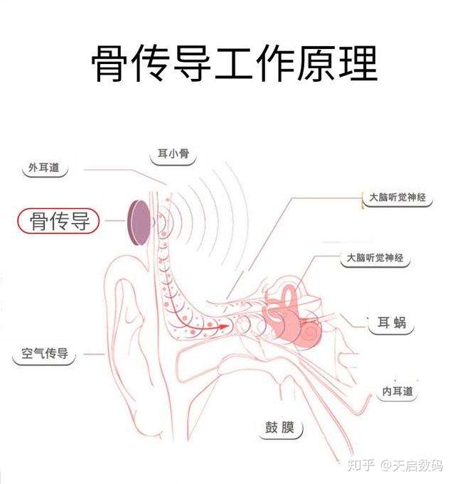 骨传导耳机是否会对听力造成损害?