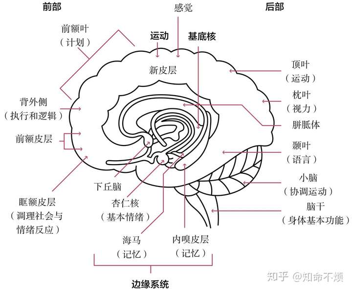 最主要的原因是: 我们的大脑太大了,功能区很多,要一块一块的逐步成熟