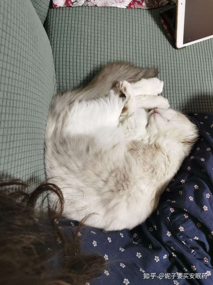 仰躺在床,猫咪慵懒在怀里,什么感觉?