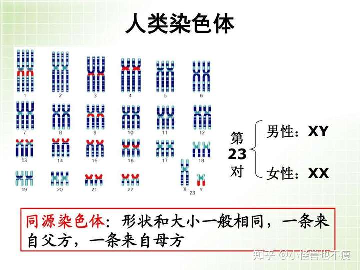 不排除本身是嵌合体,卵母细胞染色体(数目,结构)与体细胞染色体不一致