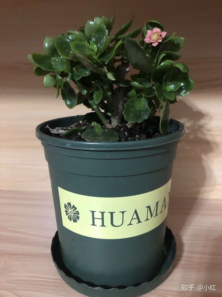长寿花不开花怎么办?