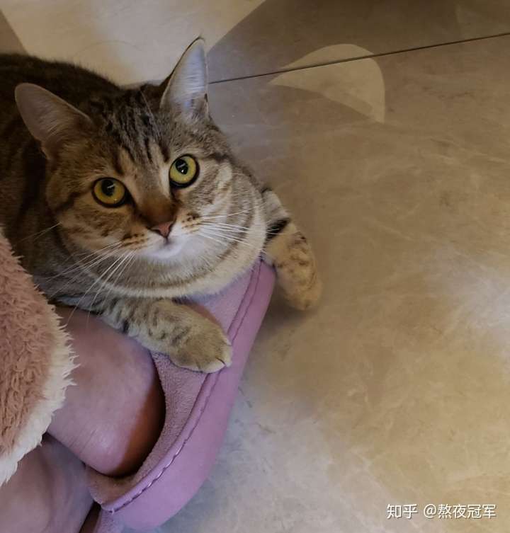 只要猫猫够胖,公母都能发腮,嘻嘻.