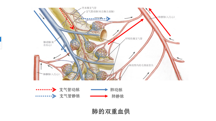 为什么肝和肺是双重血液供应的器官?