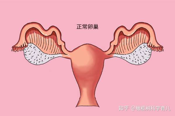 备孕 4人 赞同了该文章 近些年来,不少女性都容易出现卵巢问题,卵巢