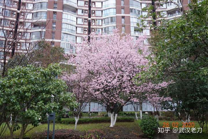 老刀：谁欠李文亮一晚霓虹相送？【封城笔记】