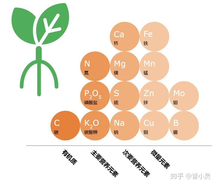 含有不少钠和钾,还有一定数量的钙,铁,镁,所以据说便便都是咸口的,是