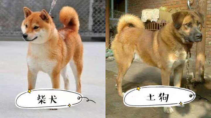 柴犬土狗分辨?