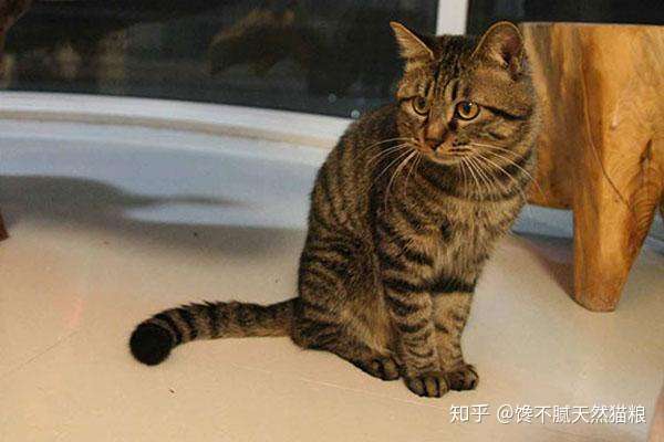 有哪些便宜又好养的猫咪以下6款总有一款适合你