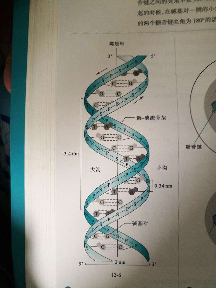 dna双螺旋结构是怎样螺旋的