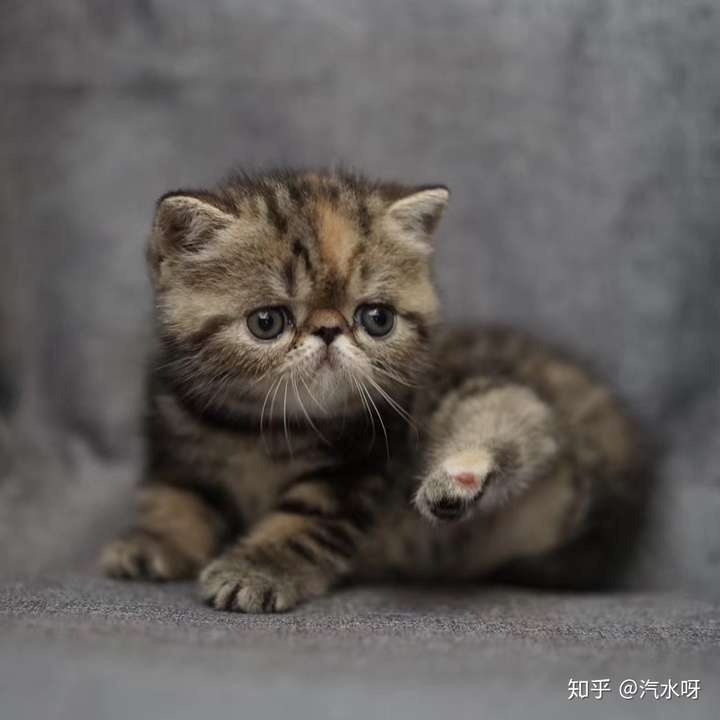 请问这是加菲猫嘛?