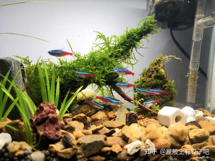 30cm*30cm*30cm的鱼缸,养什么鱼合适,大概养多少?