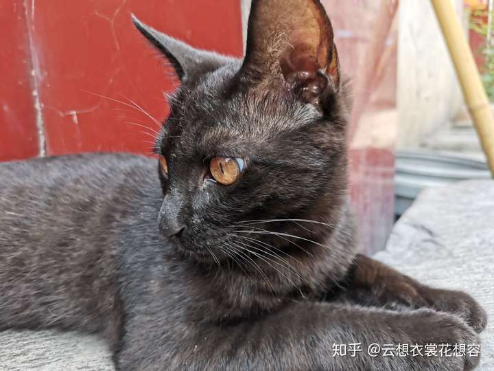 生黑猫幼崽一定要有公黑猫配种的吗?