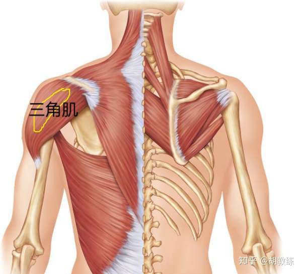 二,增强三角肌力量的好处