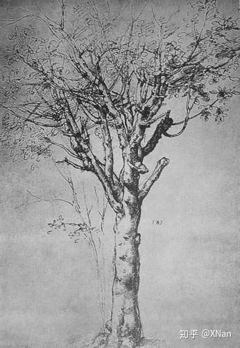 《与西斯图合作的树的习作》    达芬奇