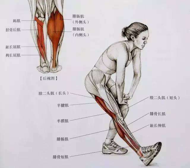 后表链柔韧度训练,主要就是要 打开髋关节灵活度和 大腿后侧肌群的