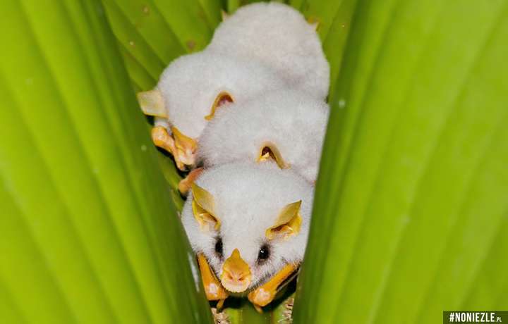 洪都拉斯白蝙蝠(honduran white bat) 蝙蝠界的颜值担当啊!