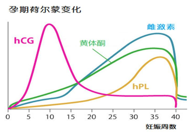 雌激素随着妊娠周期变长快速增多