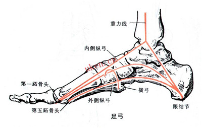 足弓可分为前后方向的纵弓和内外方向的横弓.