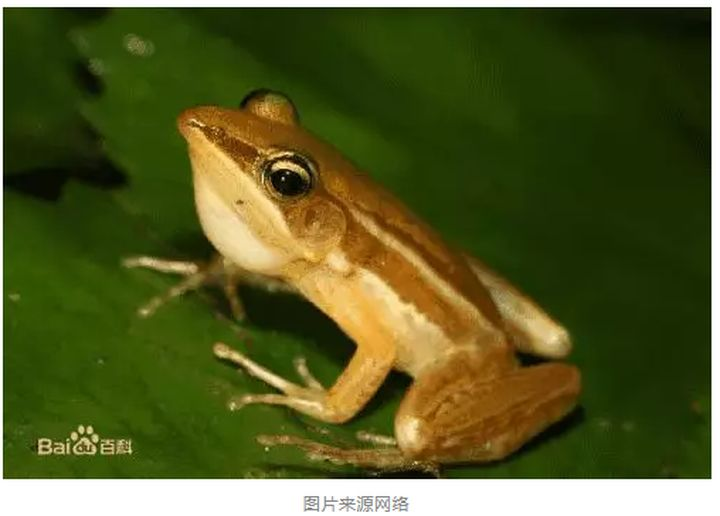 蛙的骨膜就是眼后的圆圈,有些青蛙的鼓膜很小,而另一些青蛙的鼓膜却比