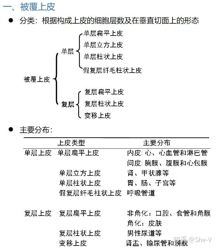 上皮组织内容
