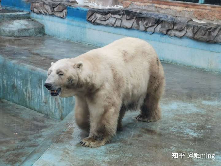北京动物园在32℃的露天环境下饲养北极熊是不是涉嫌虐待动物?