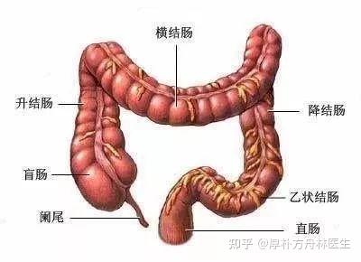 升结肠,横结肠,降结肠和乙状结肠是盲肠后的其他结肠部分.